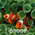 iPhone Clown Fish 320x480