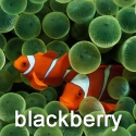 Blackberry Storm Clown Fish 360x480