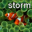 Blackberry Storm Clownfish Wallpaper