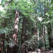 Muir Woods